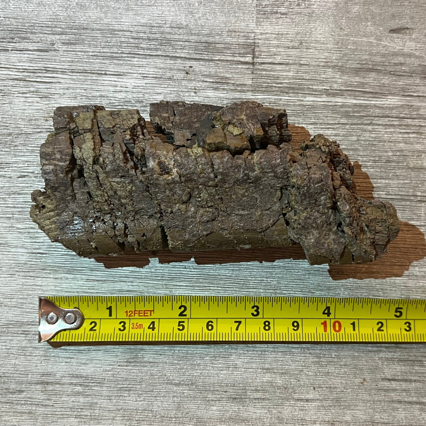 Camarasaurus rib section #5-006