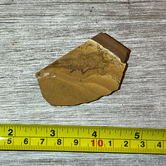 Cavenderichthys talbragarensis fish fossil #6-002