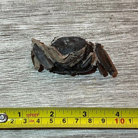 Macrophthalmus latreillei - Crab Fossil #6-003