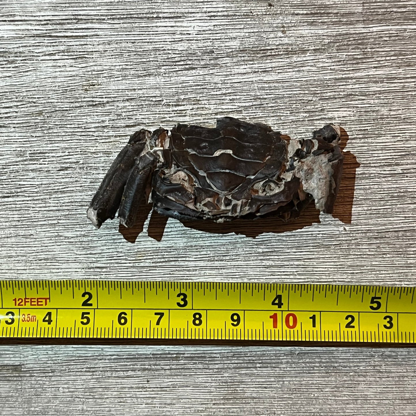 Macrophthalmus latreillei - Crab Fossil #6-003