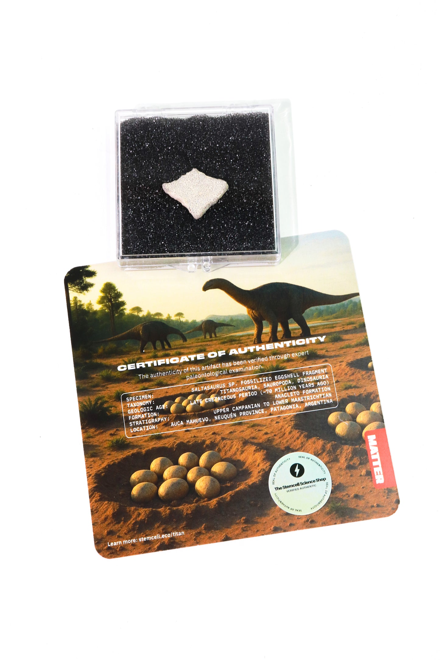Saltasaurus Eggshell Fossil - Stemcell Science Shop