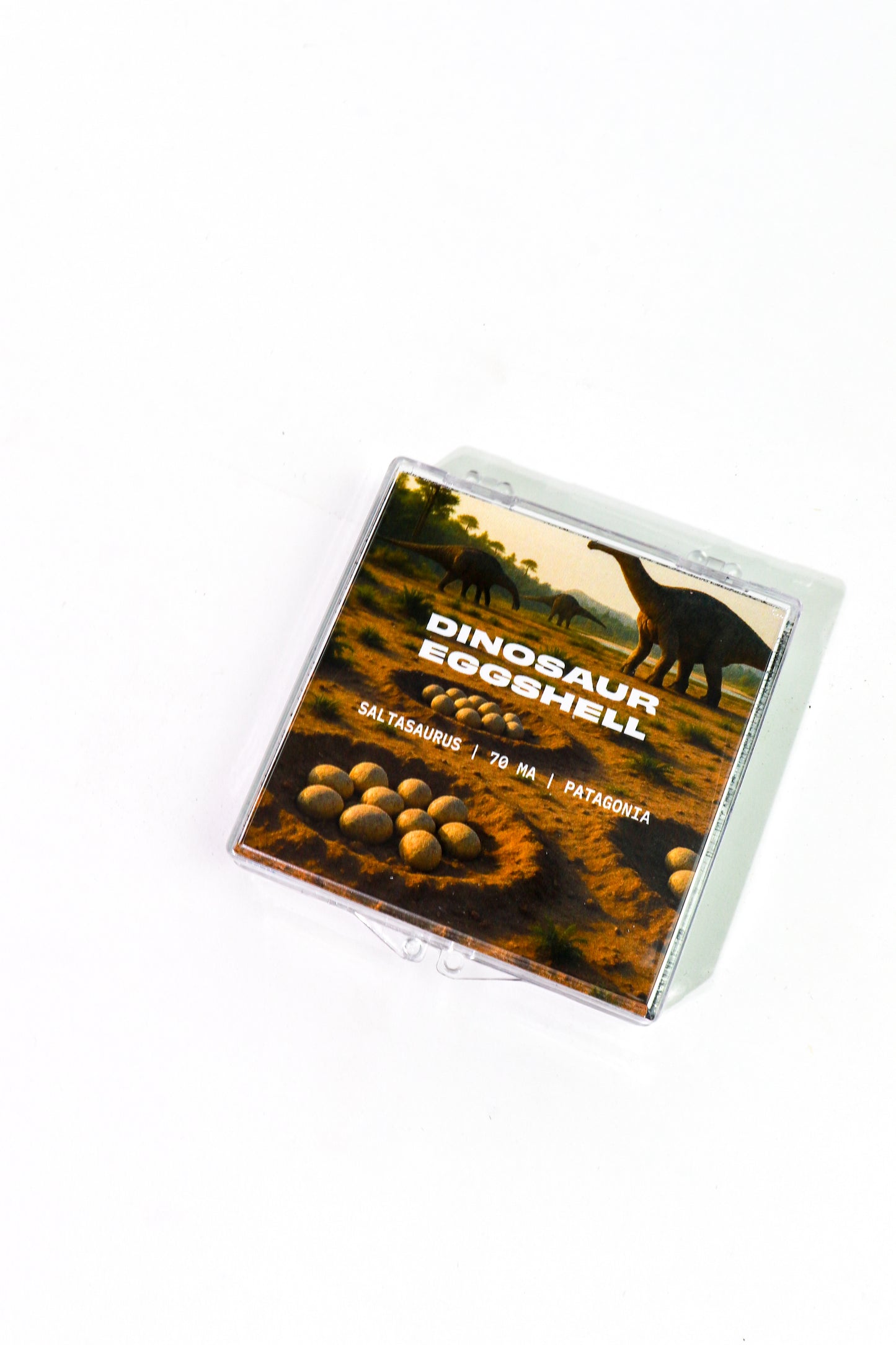 Saltasaurus Eggshell Fossil - Stemcell Science Shop