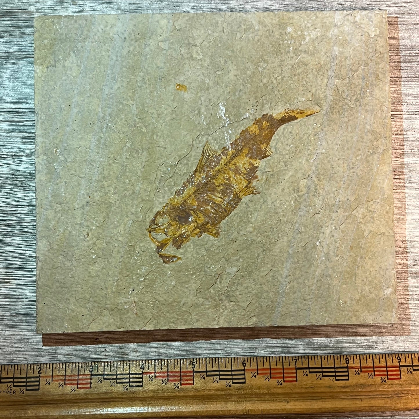 Knightia aspiration fossil #7-003