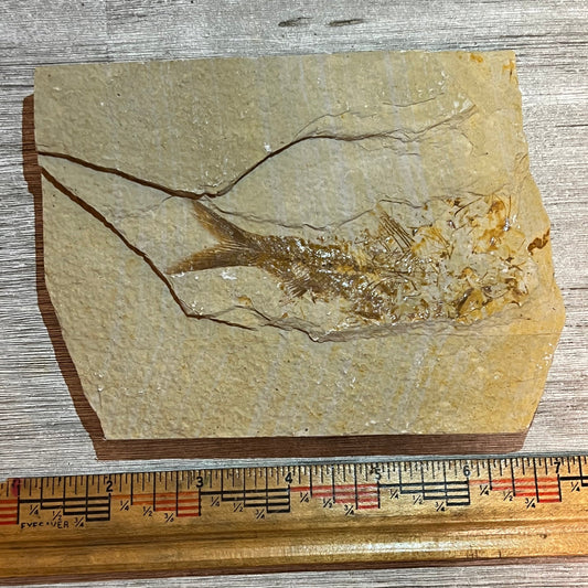 Disarticulated Knightia eocaena fossil #7-004