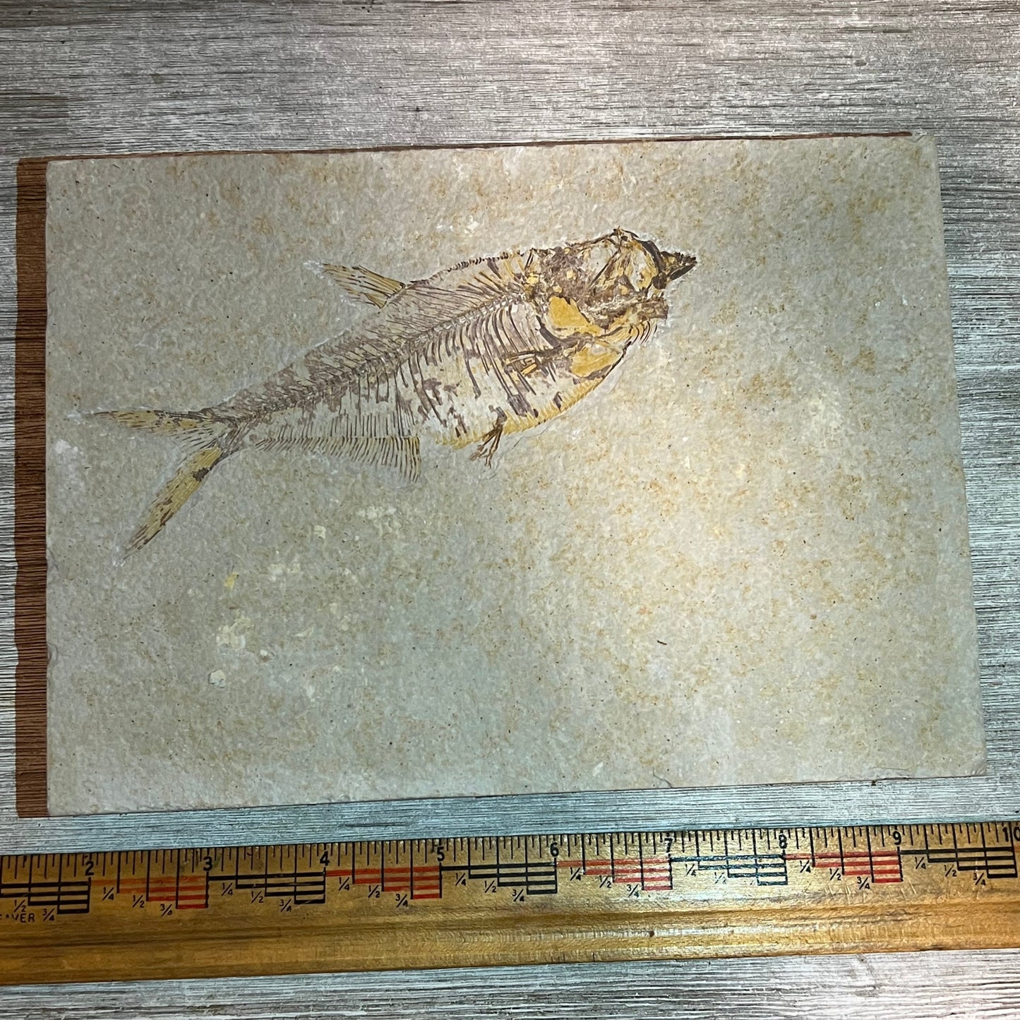 Diplomystus denatus fossil #7-011