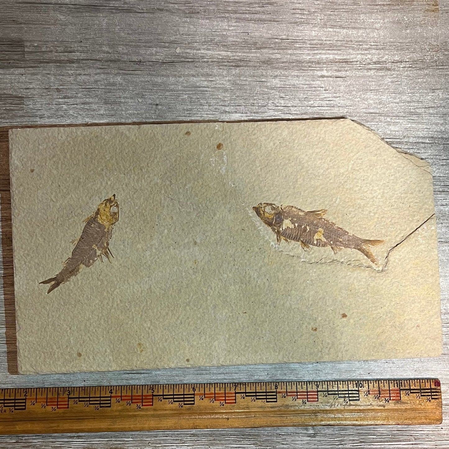 Double Knightia fossil plate #7-013