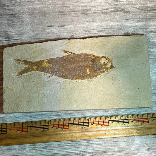 Knightia eocaena fossil #7-015