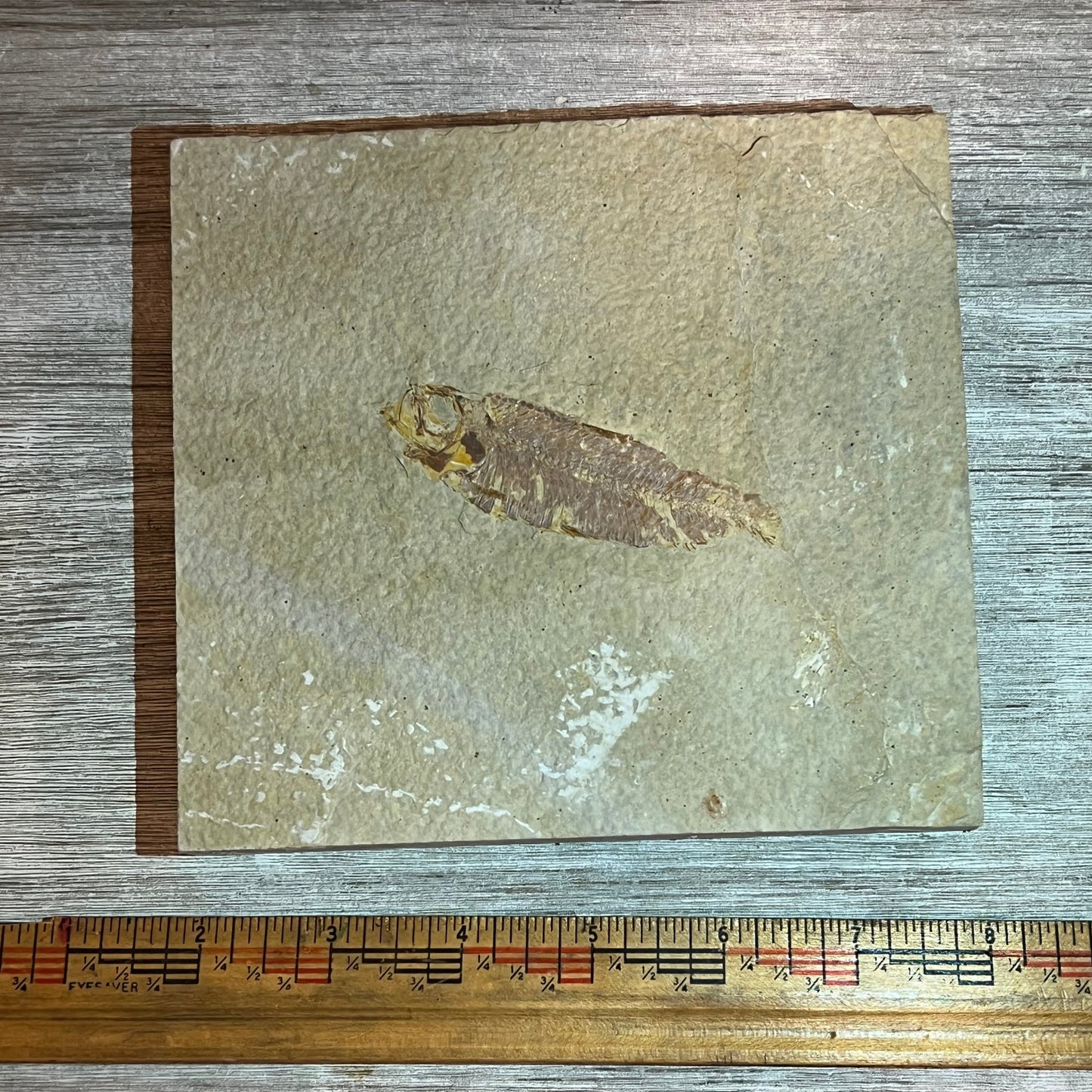 Partial Knightia fossil #7-014
