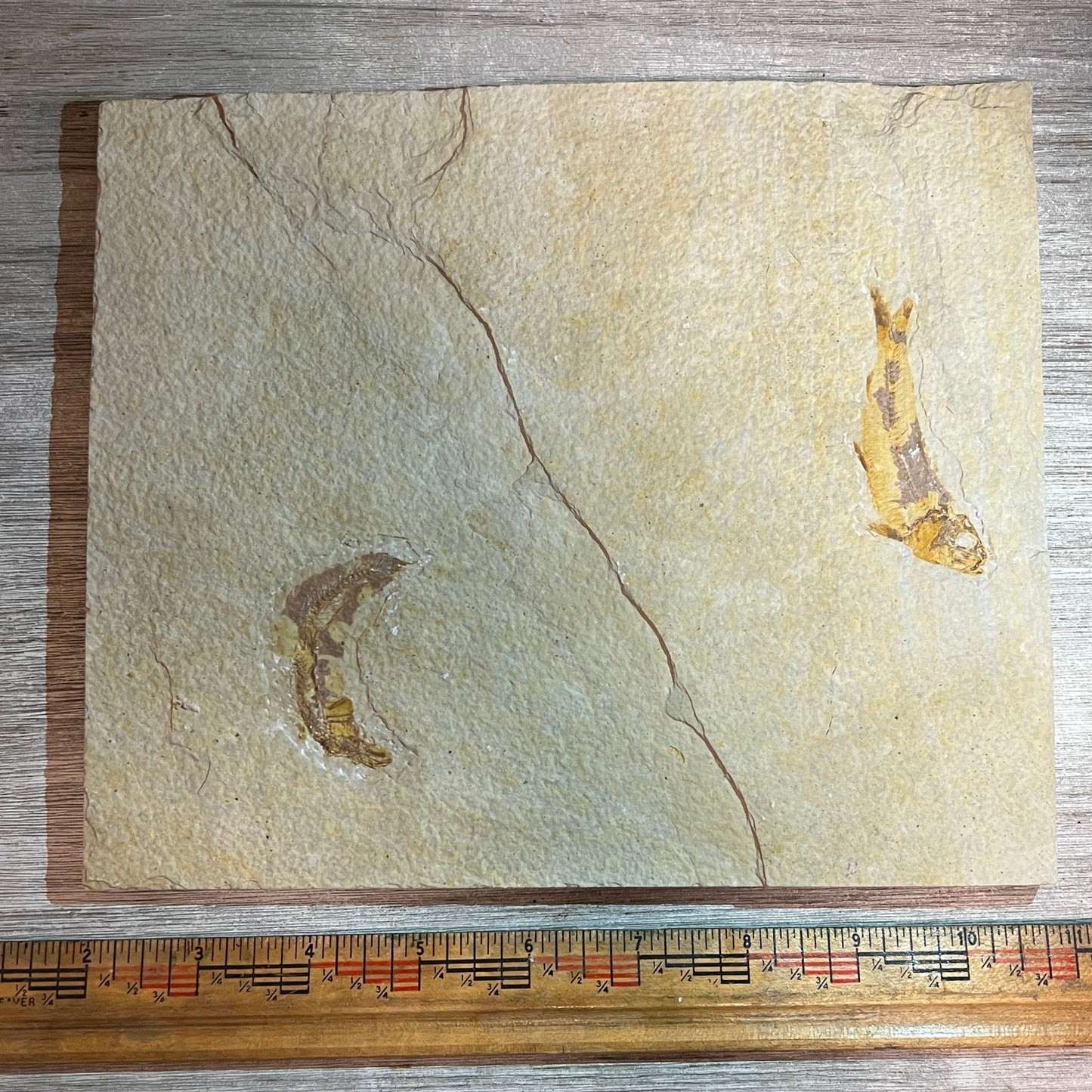 Knightia double fossil #8-003