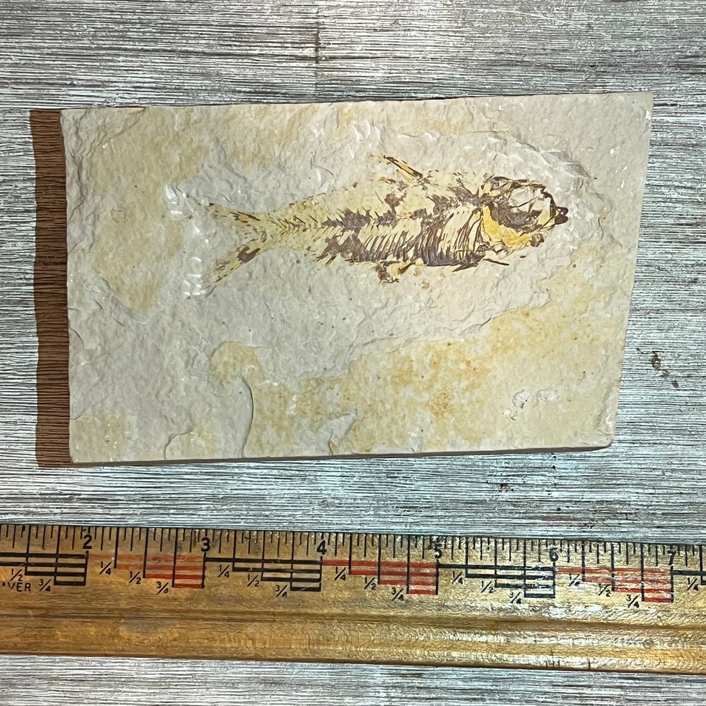 Knightia fossil #8-004