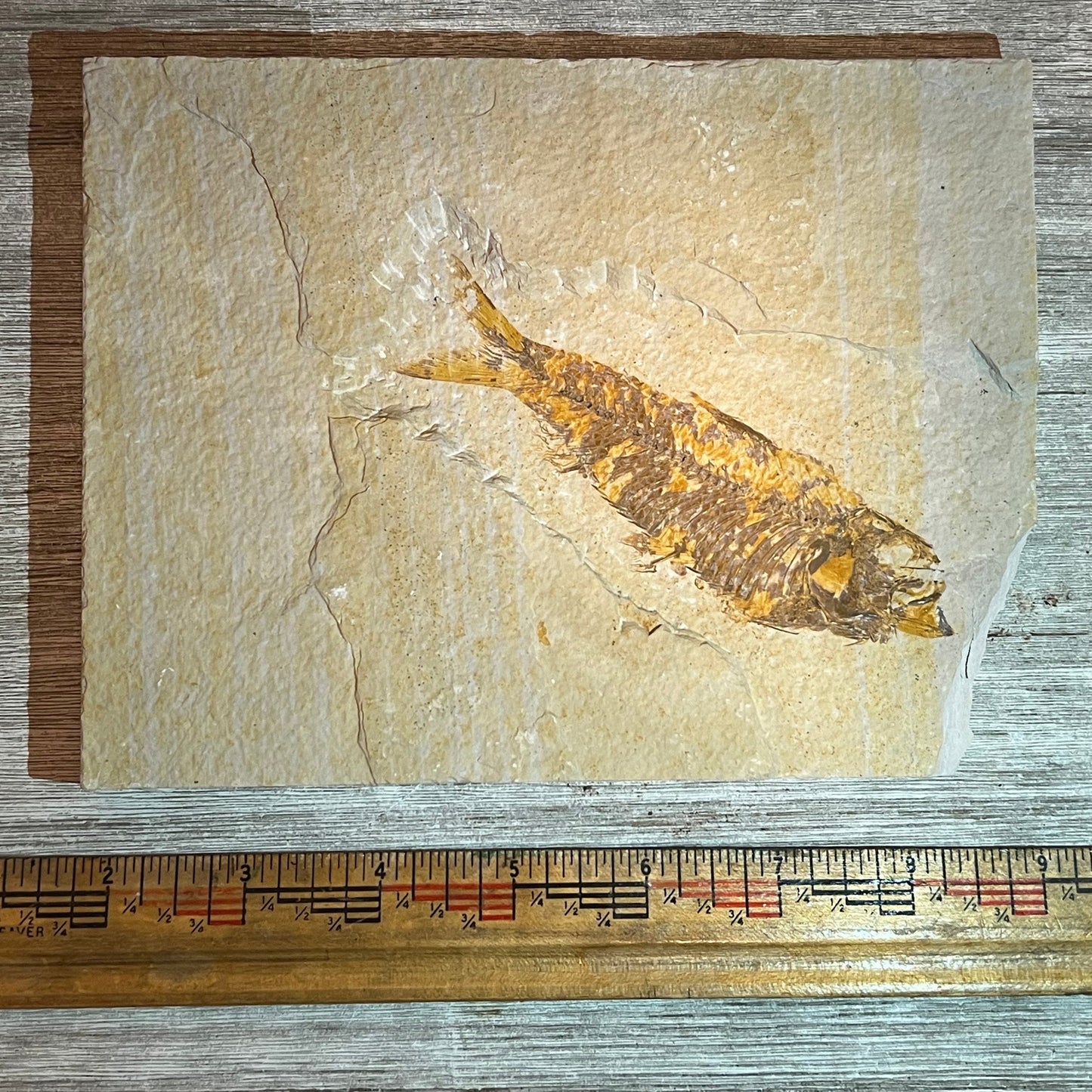 Knightia eocaena fossil #8-006