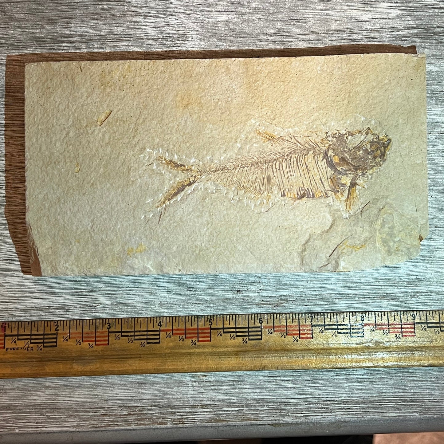 Double sided Diplomystus denatus fossil #8-008