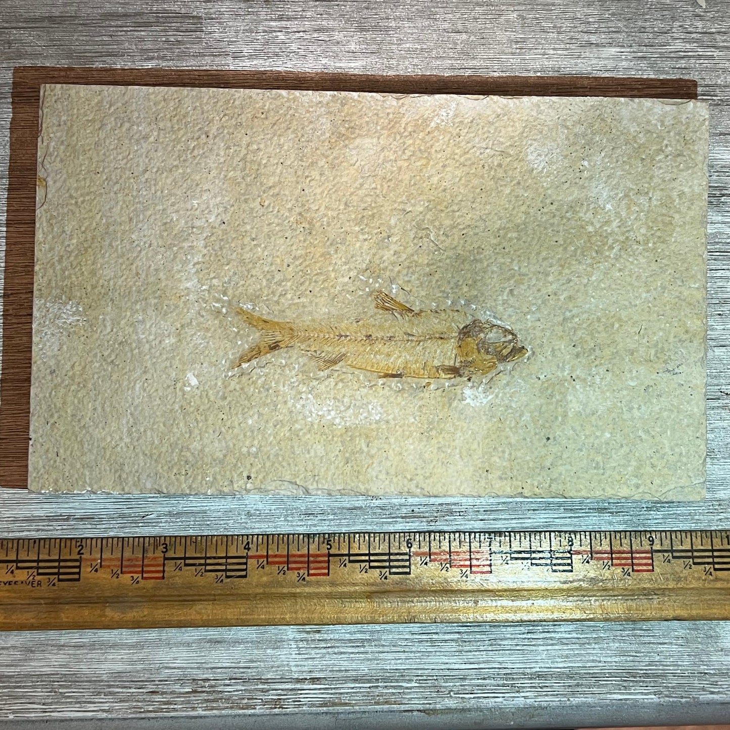 Knightia eocaena #8-009