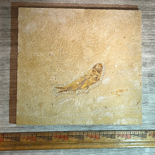 Knightia eocaena fossil #8-010