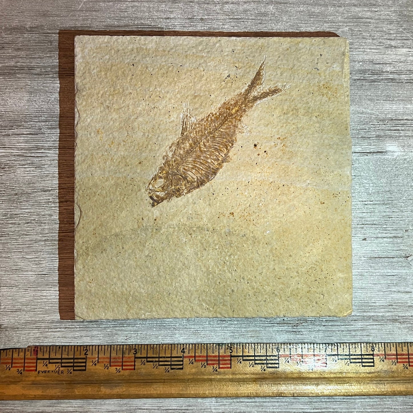 Knightia fossil #8-014