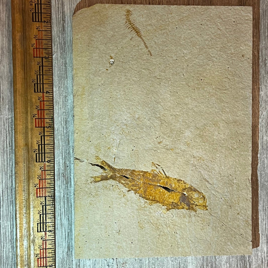 Knightia and spine fossil #8-019