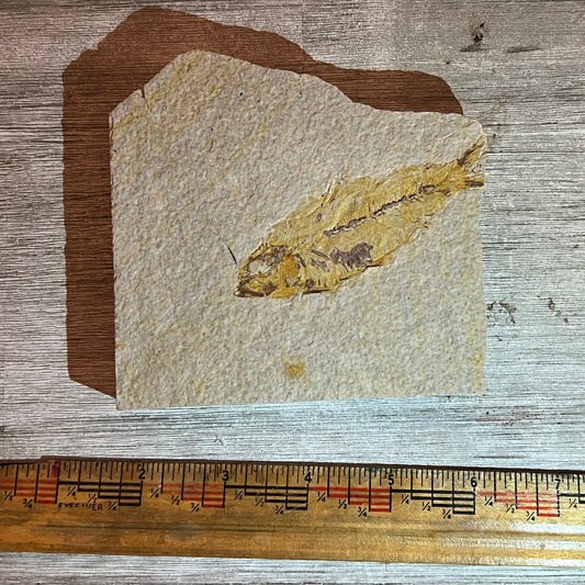 Knightia eocaena fossil #8-023