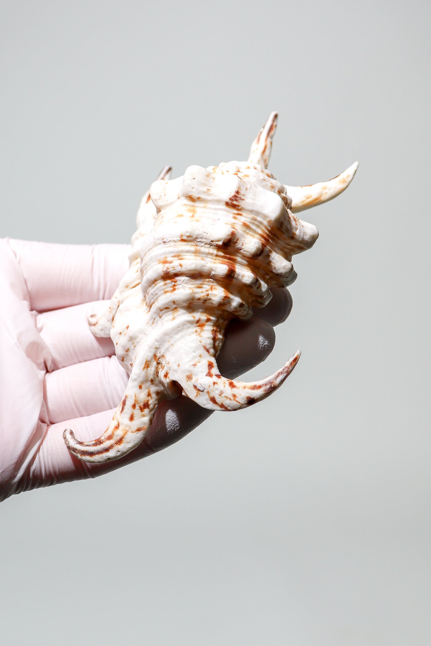 Arthritic Spider Conch