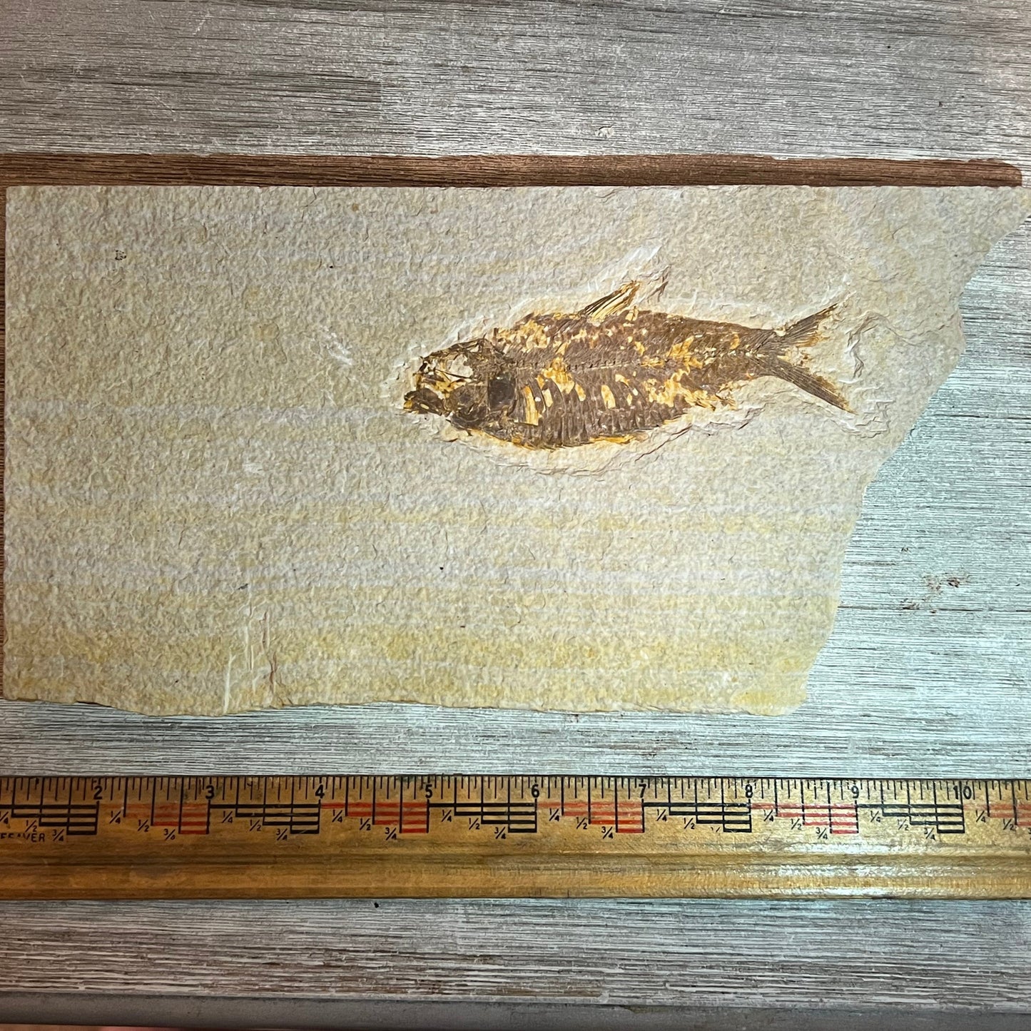 Knightia eocaena fossil #8-027