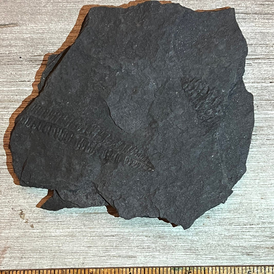 Pennsylvanian Fern fossil #9-003