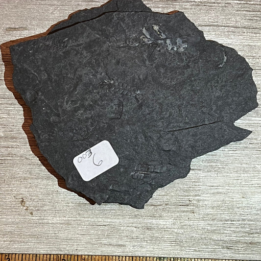 Pennsylvanian Fern fossil #9-003