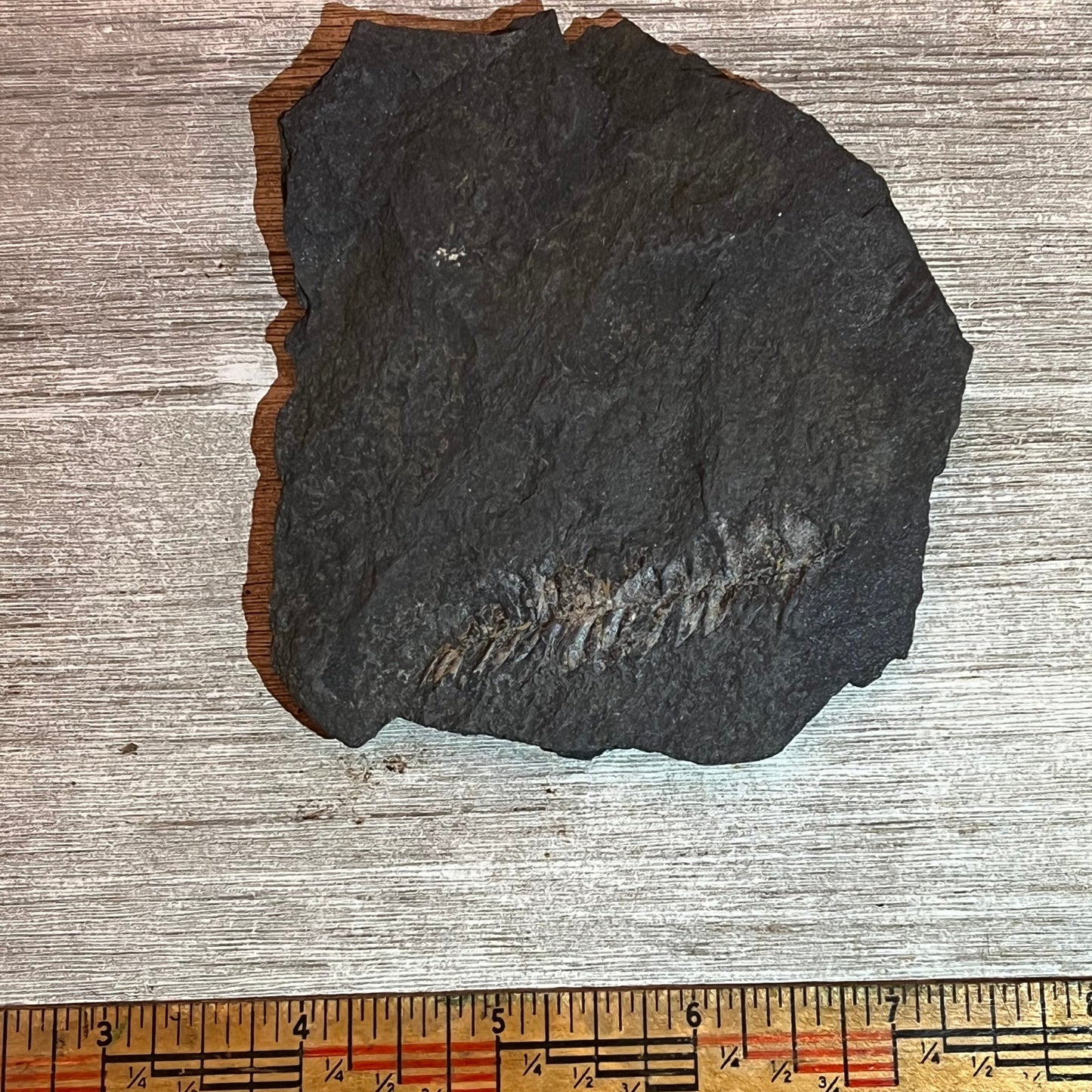 Pennsylvanian Fern fossil #9-005