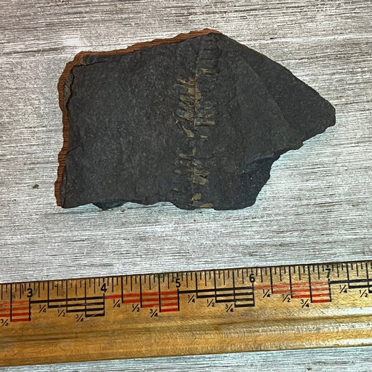 Pennsylvanian Fern fossil #9-008