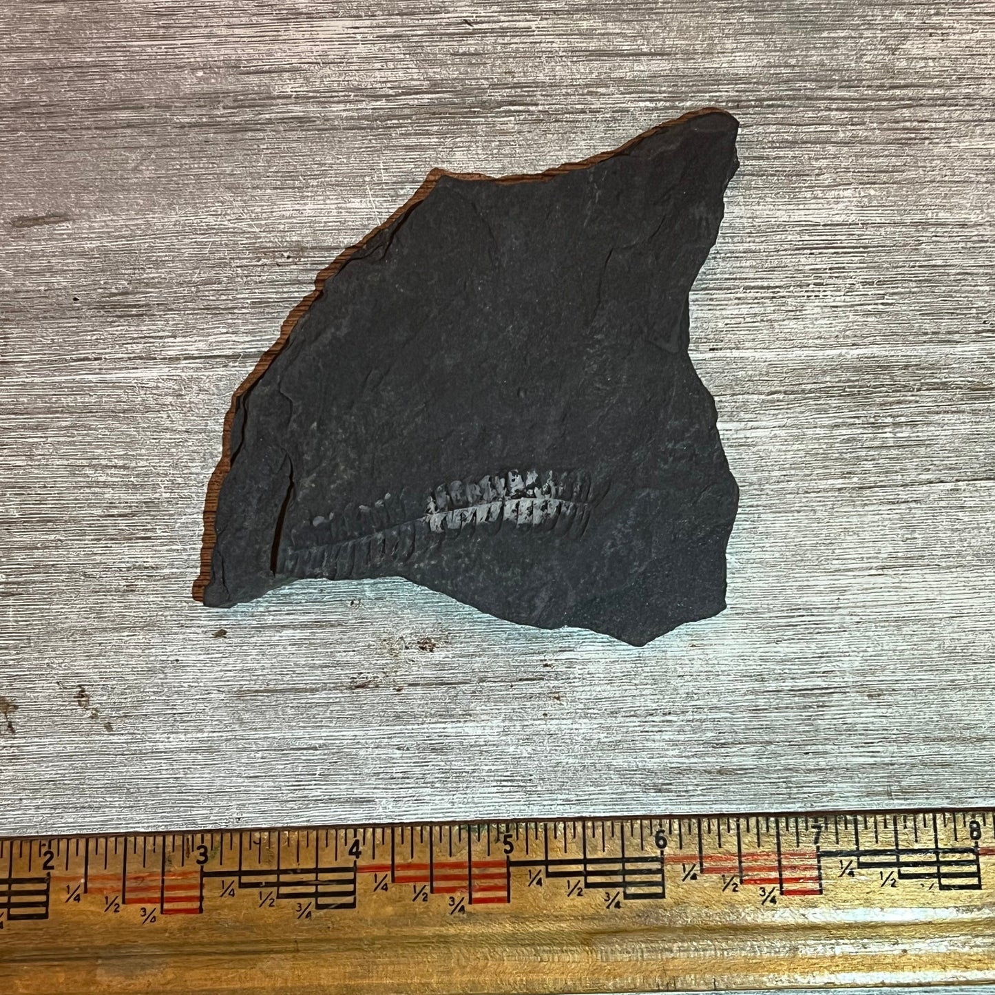 Pennsylvanian Fern fossil #9-009