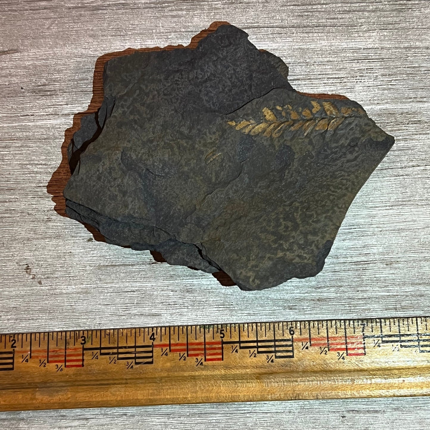 Pennsylvanian Fern fossil #9-010