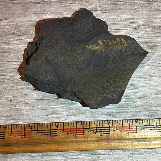 Pennsylvanian Fern fossil #9-010