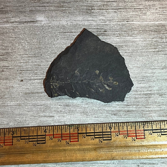 Pennsylvanian Fern fossil #9-012