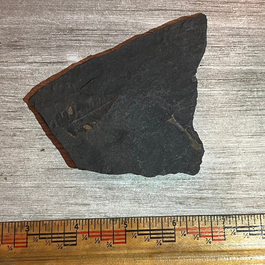 Pennsylvanian Fern fossil #9-013