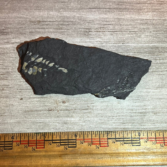 Pennsylvanian Fern fossil #9-016