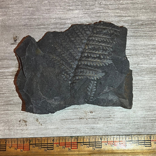 Pennsylvanian Fern fossil #9-019