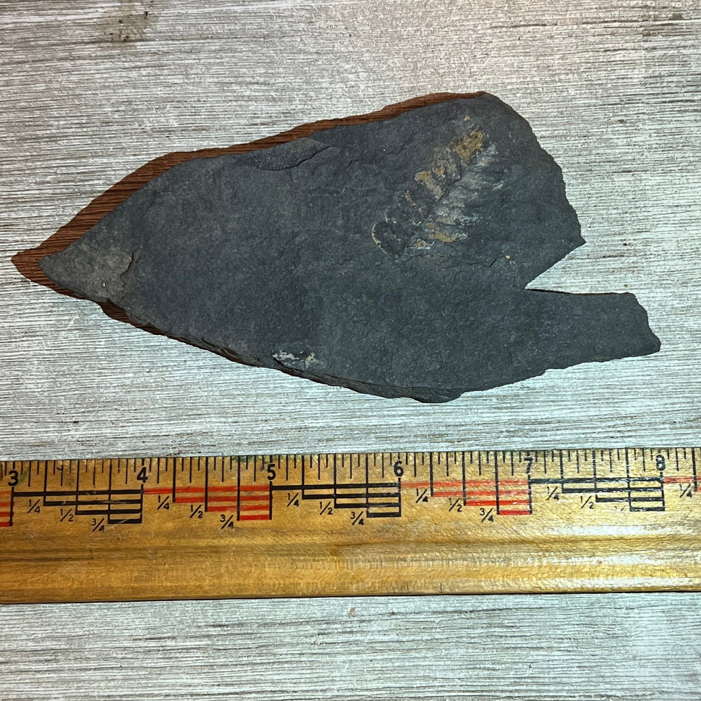 Pennsylvanian Fern fossil #9-021, Default Title at Stemcell Science Shop