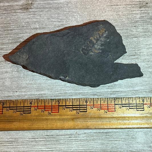 Pennsylvanian Fern fossil #9-021