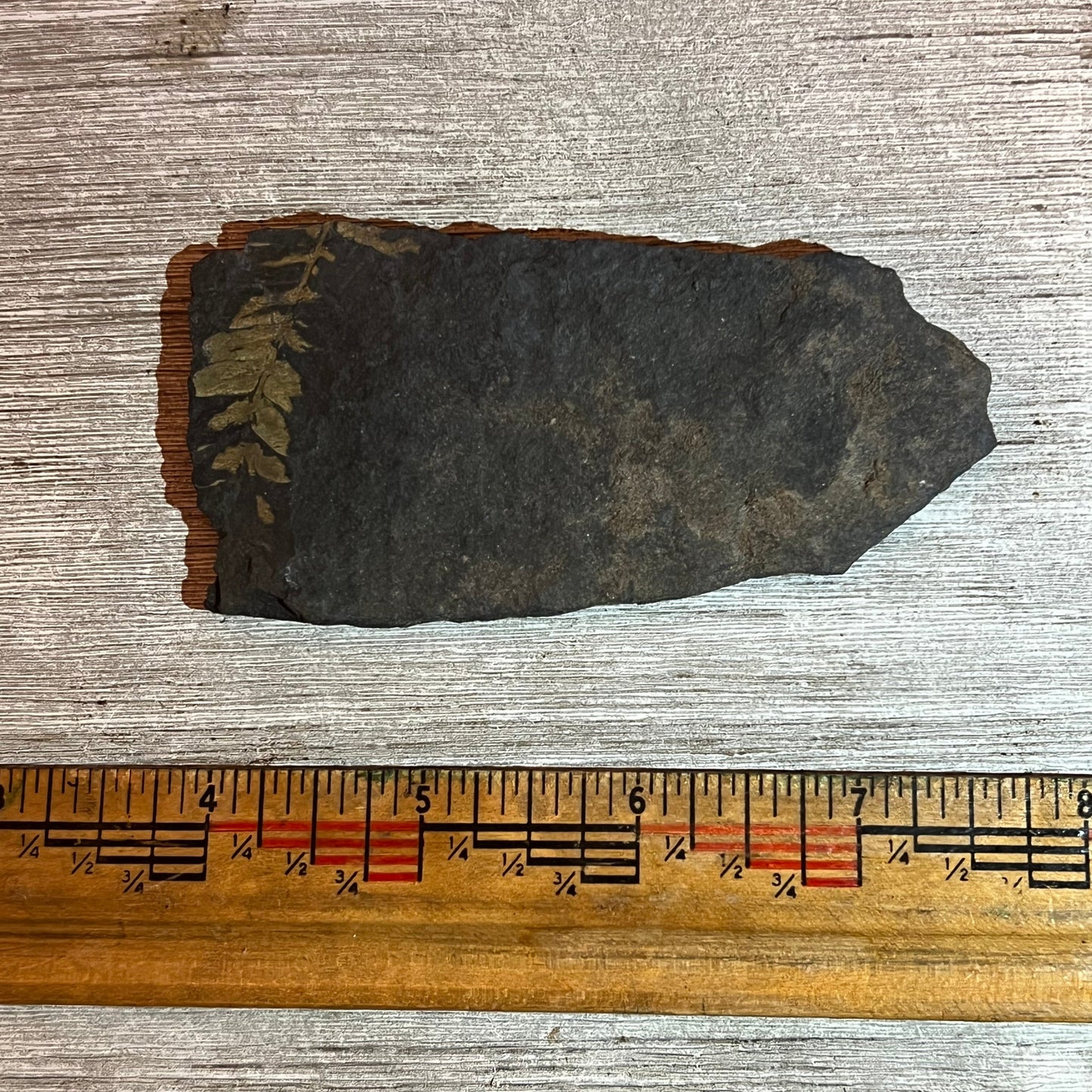 Pennsylvanian Fern fossil #9-023