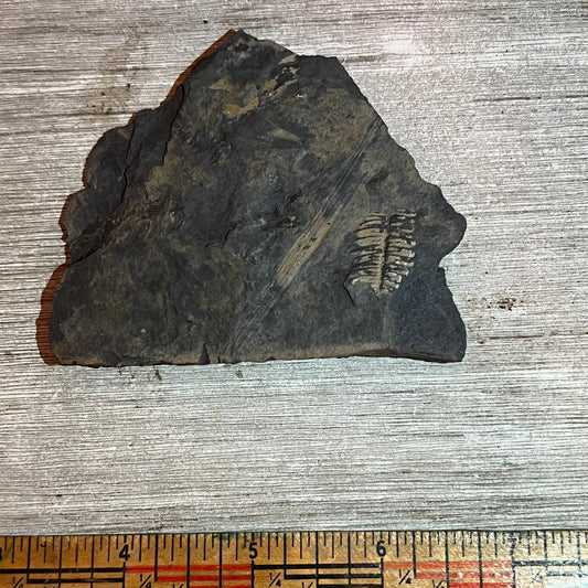 Pennsylvanian Fern fossil #9-022