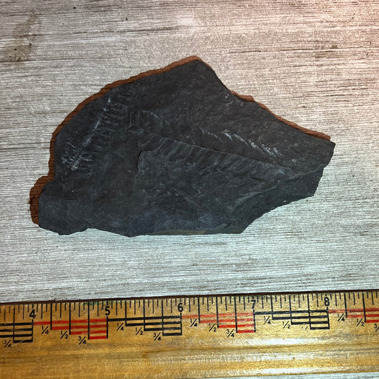 Pennsylvanian Fern fossil #9-027