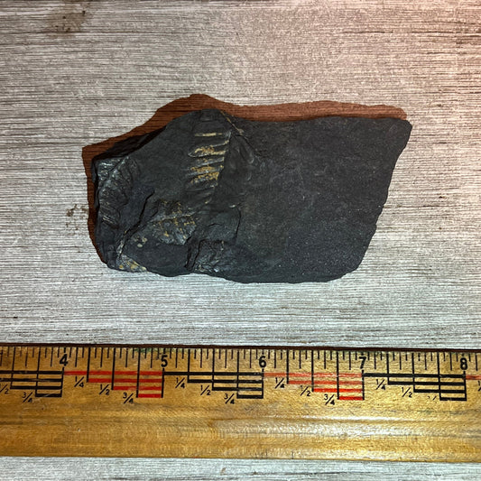 Pennsylvanian Fern fossil #9-028