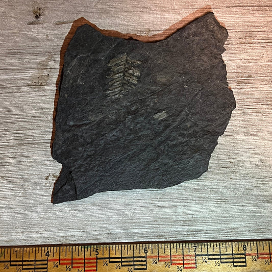 Pennsylvanian Fern fossil #9-029