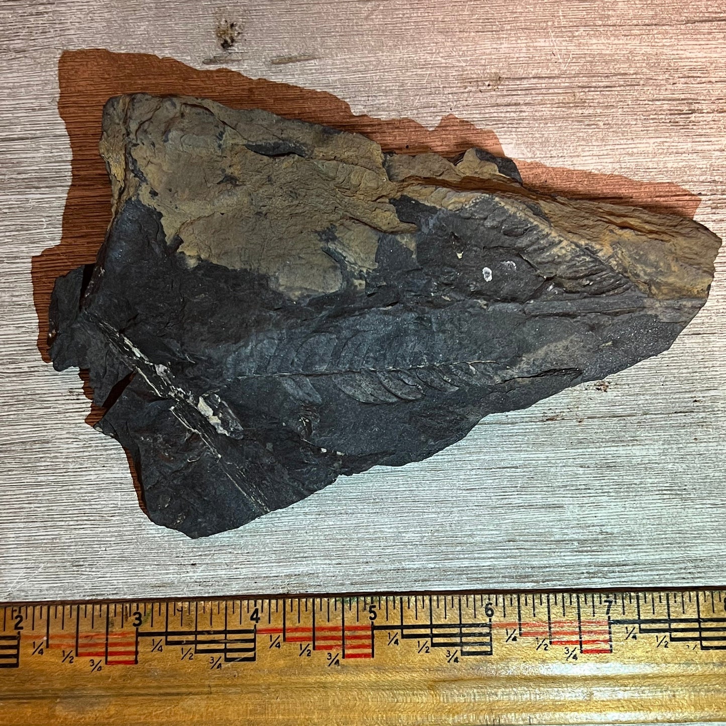 Pennsylvanian Fern fossil #9-030