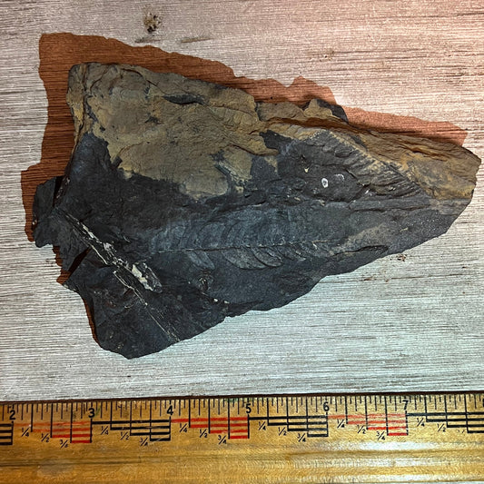 Pennsylvanian Fern fossil #9-030
