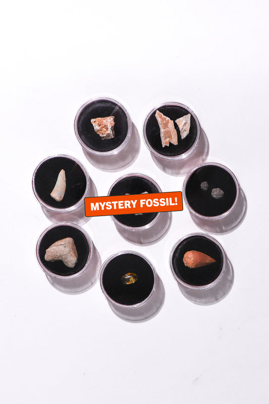 Fossil Blind Bag