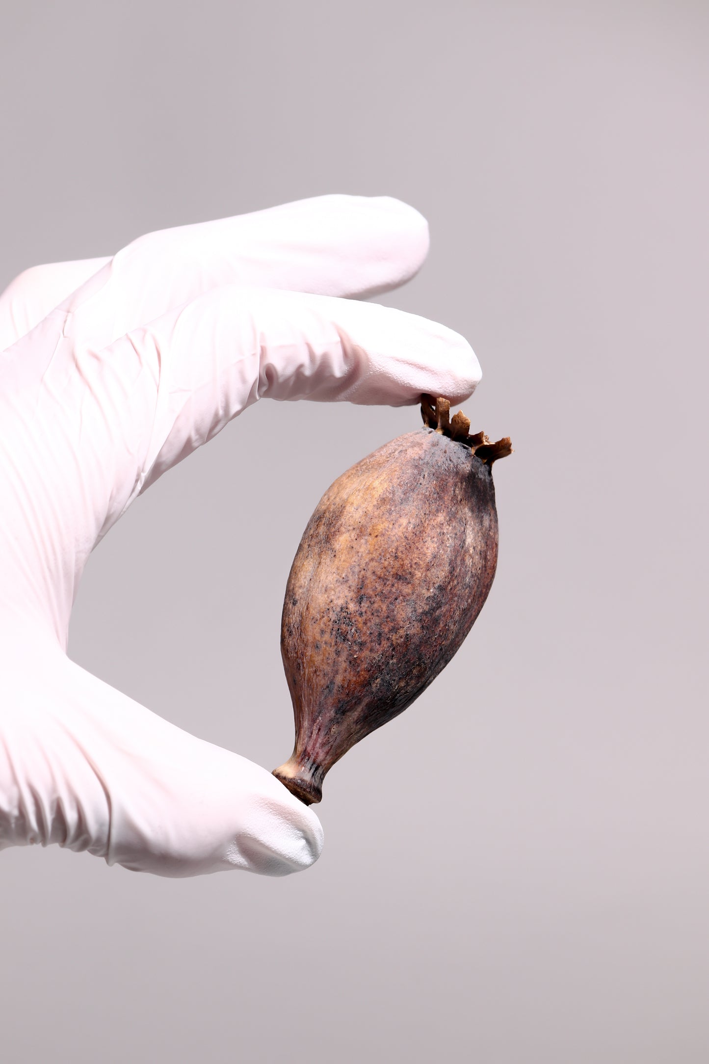 Poppy Seed Pod