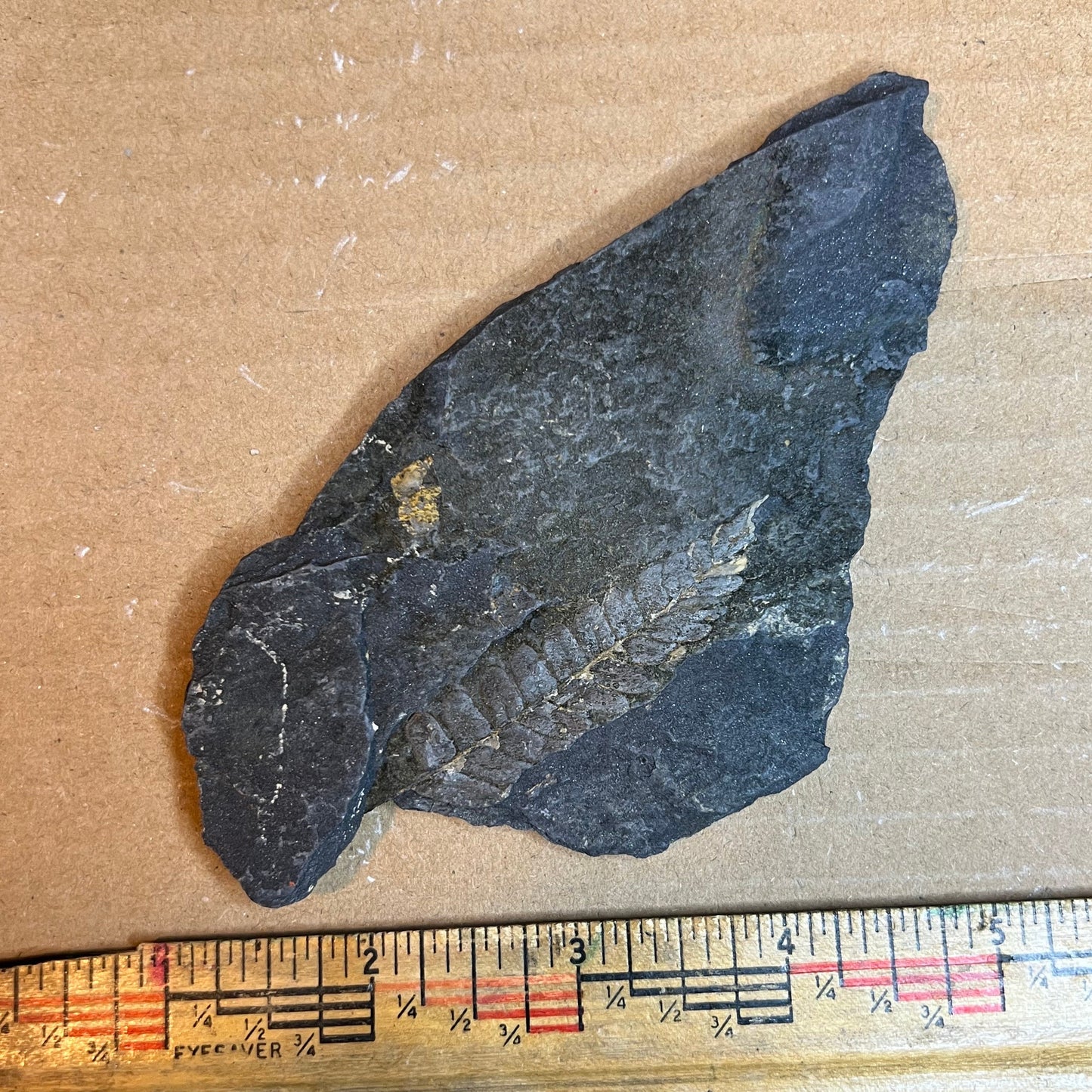 Pennsylvanian Fern Fossil #9-068