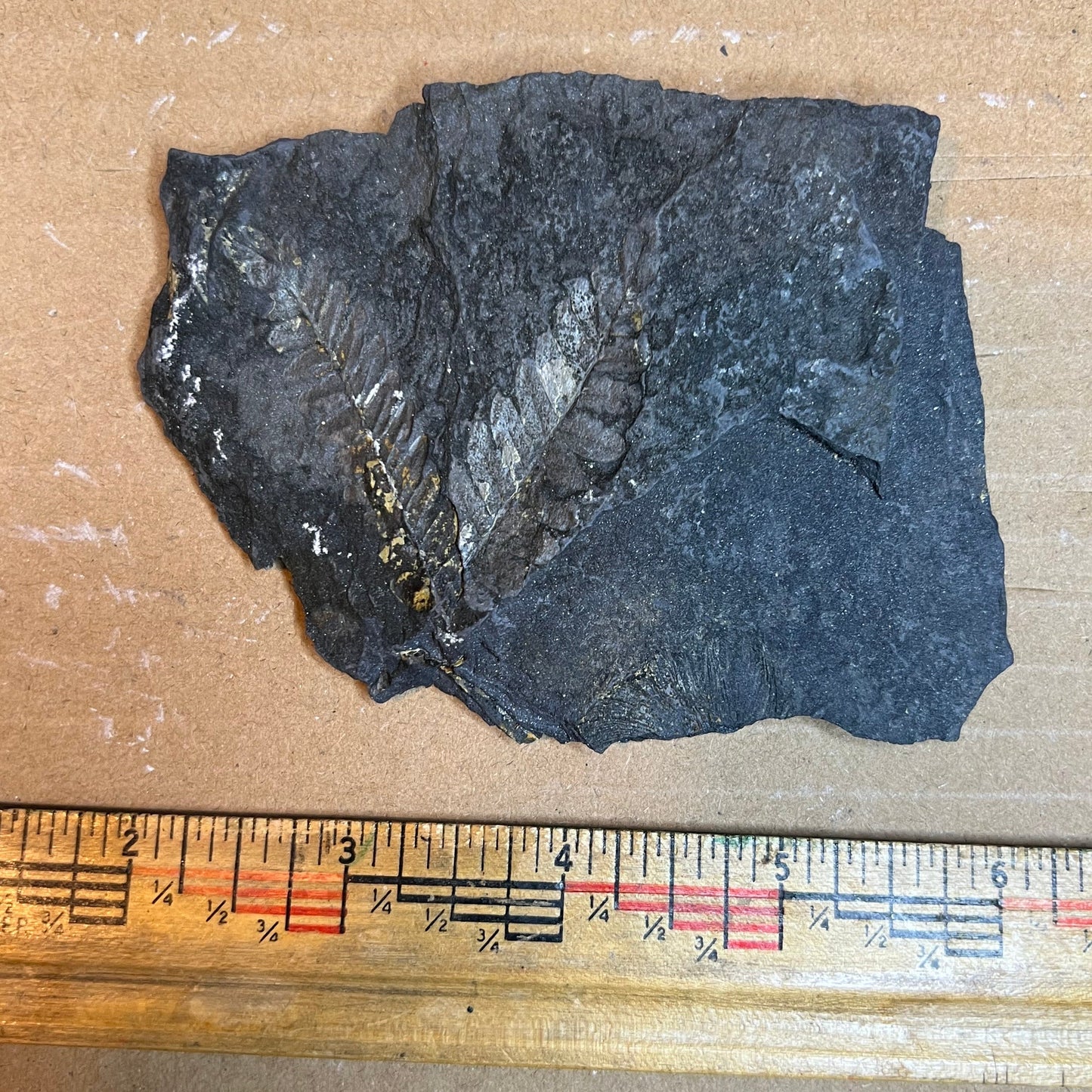 Pennsylvanian Fern Fossil #9-069