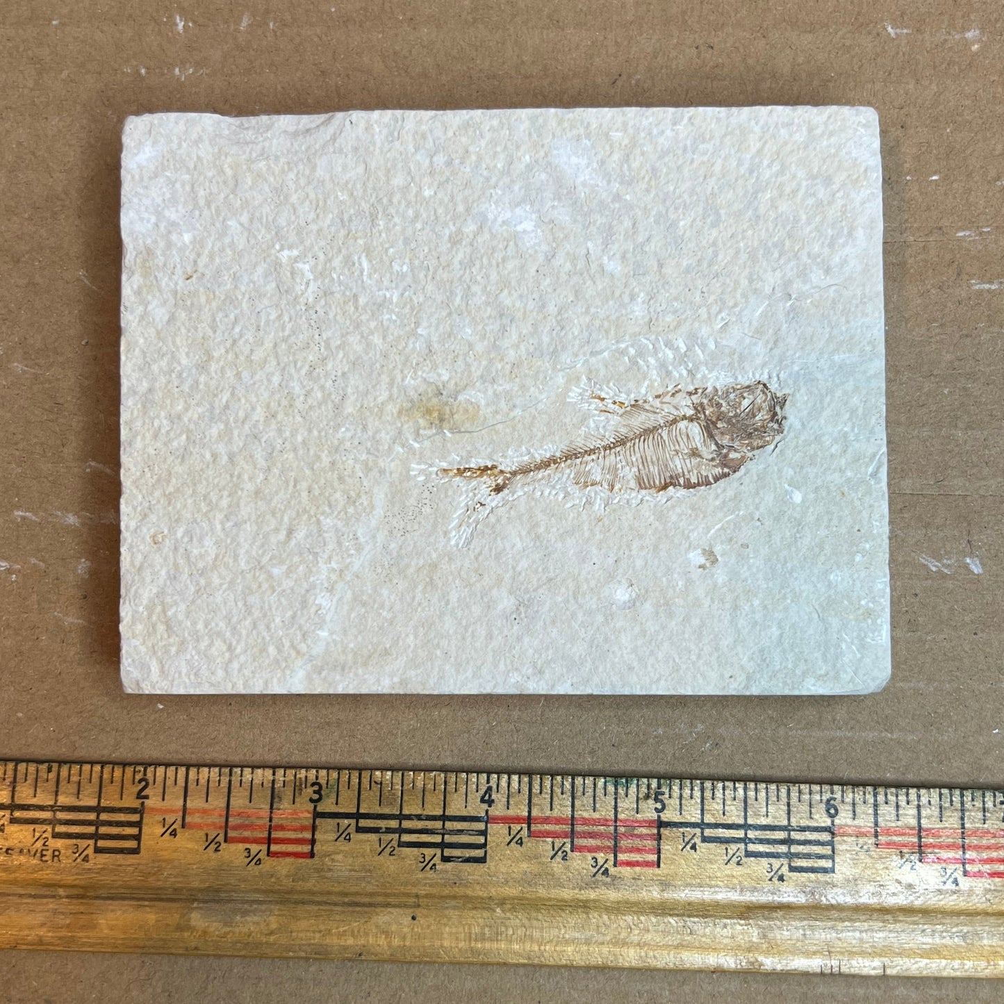 Dipomystus denatus - Fish Fossil #010-017