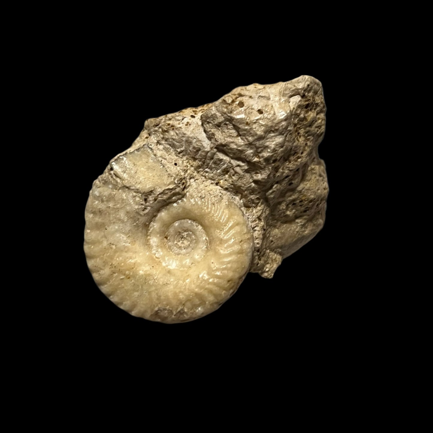 Hecticoceras sp. ammonite