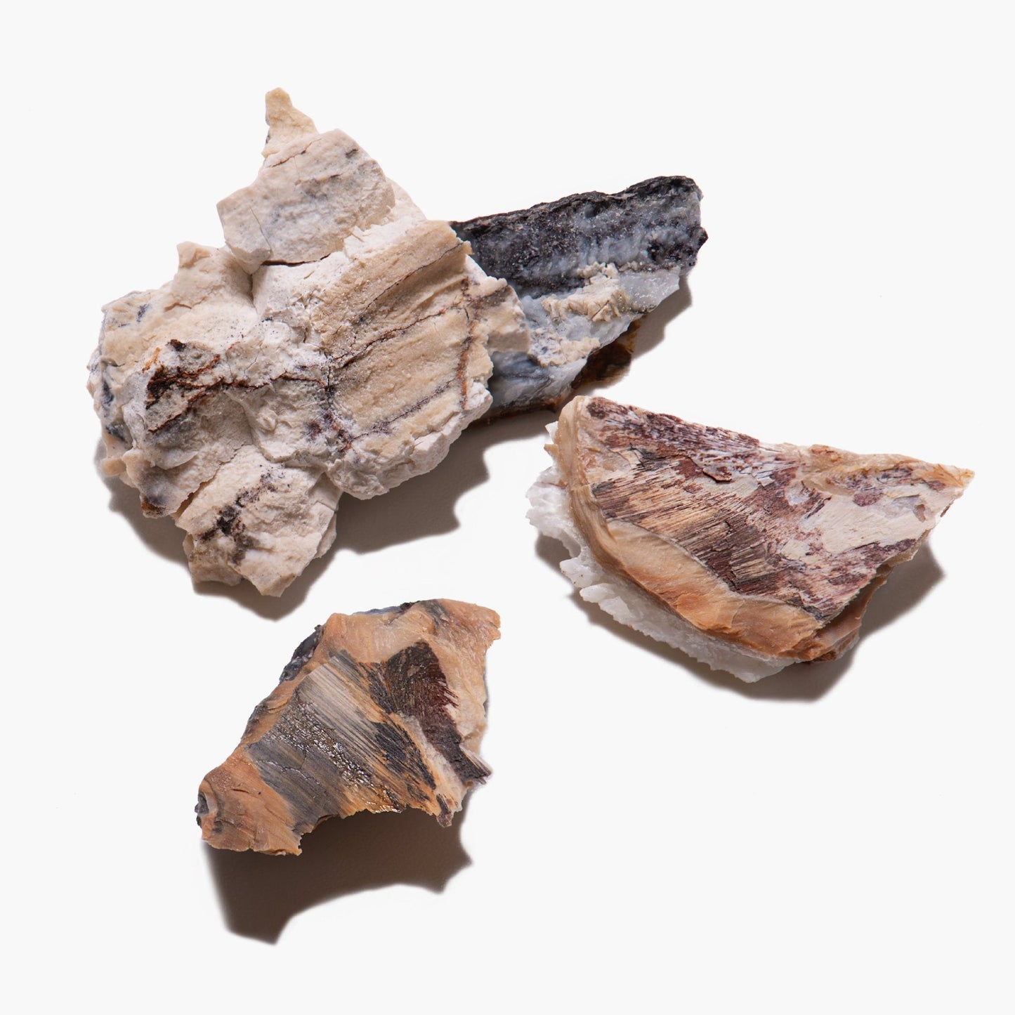 Woolly Mammoth Tooth - Riker Box Specimens